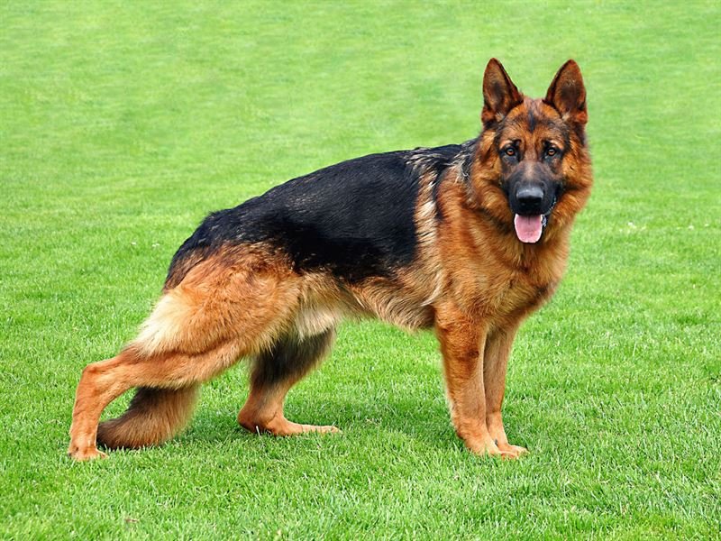German Shepherd